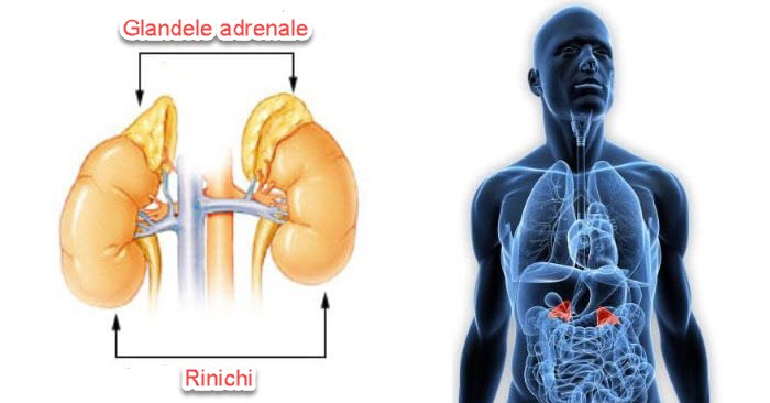 Oboseala adrenala diagrama